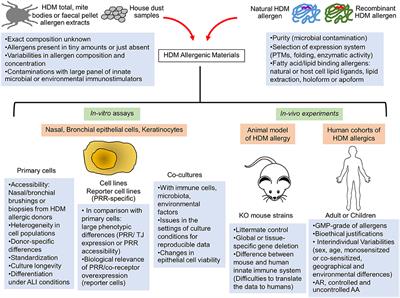 Characterization of Innate Immune Responses to House Dust Mite Allergens: Pitfalls and Limitations